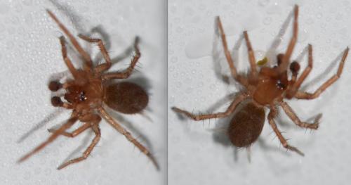 Cicurina cicur